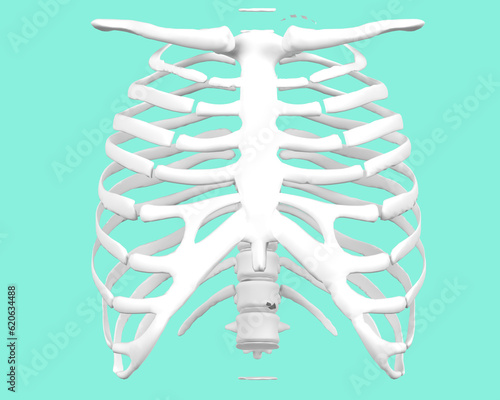 Thoracic spine, chest and ribs of bone isolated on a white background