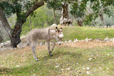 foal, donkey, Equus asinus, Equus africanus asinus with foal grazes on home farm in mountains pastures on sunny day, freight transport, field work, symbol of stubbornness, stupidity