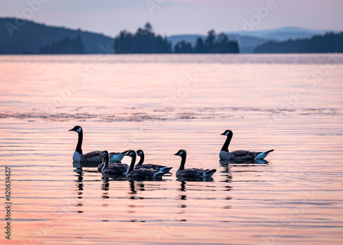 Geese on the lake