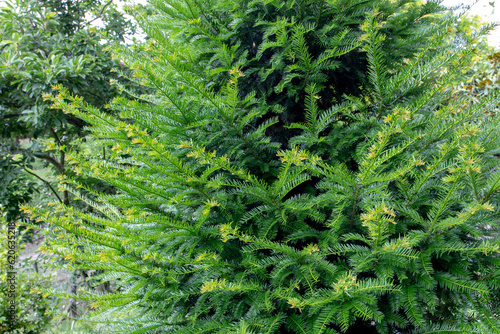 Taxus baccata or common yew evergreen coniferous tree in the family Taxaceae. © photohampster