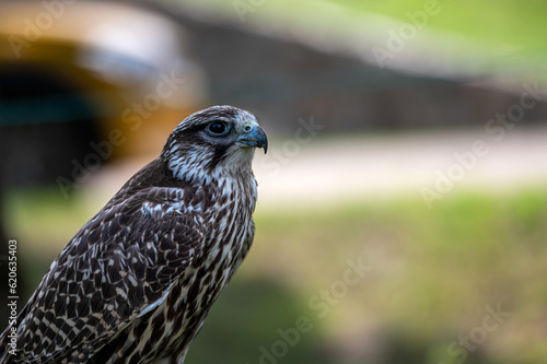 Closeup portrait of a falcon isolated on a defocused natural background with copy space.