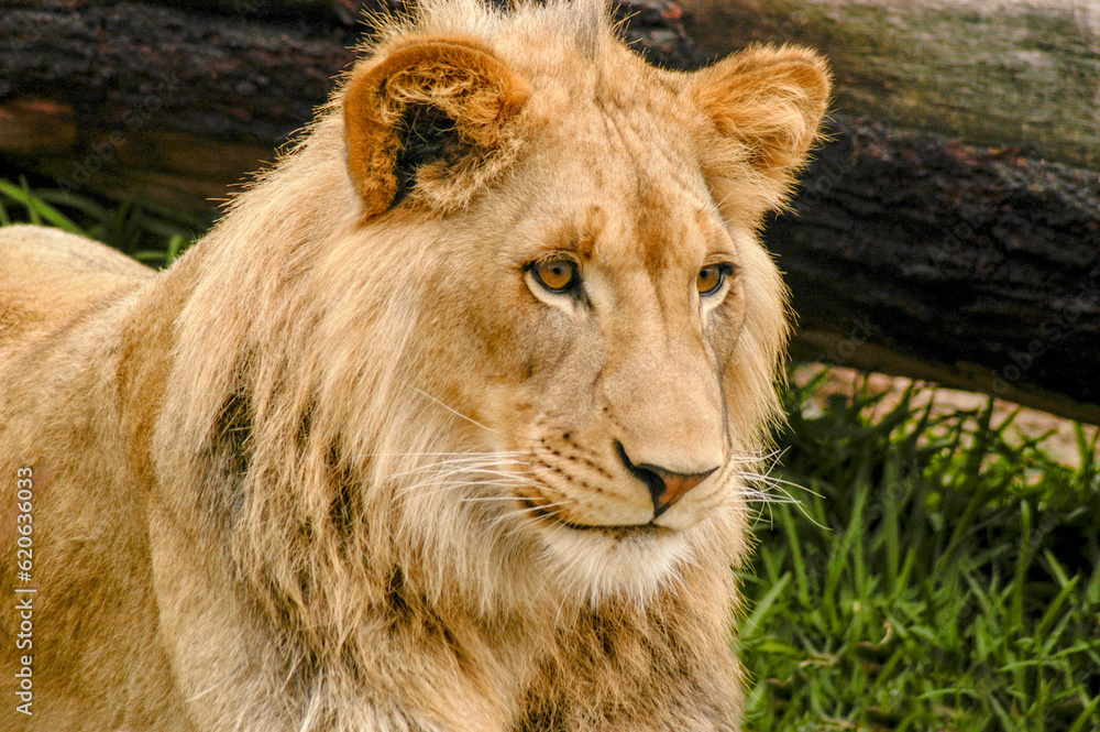 A young curious male lion looks attentively at other animals in the distance. A young curious male lion looks attentively at other animals in the distance.
