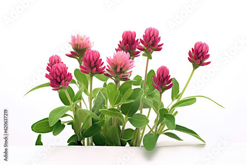 Red Clover On White Background. Generative AI