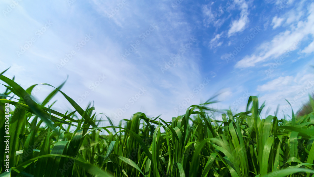 Fototapeta premium young green wheat sprouts agricultural field, bright spring landscape on a sunny day, blue sky as background