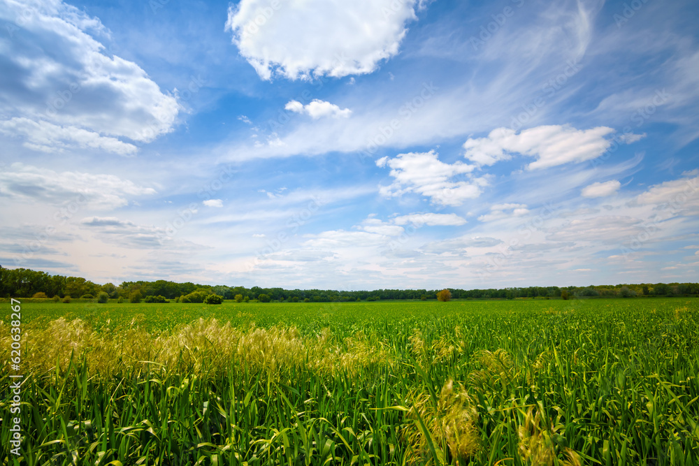 young green wheat sprouts agricultural field, bright spring landscape on a sunny day, blue sky as background young green wheat sprouts agricultural field, bright spring landscape on a sunny day, blue sky as background