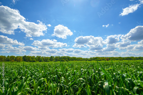 young green wheat sprouts agricultural field  bright spring landscape on a sunny day  blue sky as background