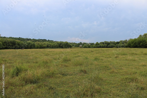 A field of grass and trees