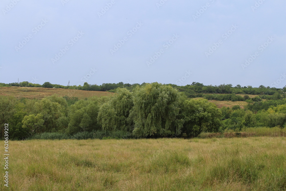 A field with trees and hills