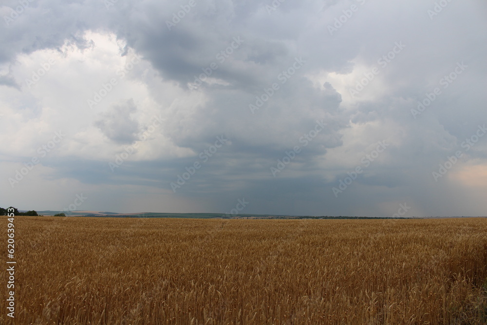 A field of wheat under a cloudy sky