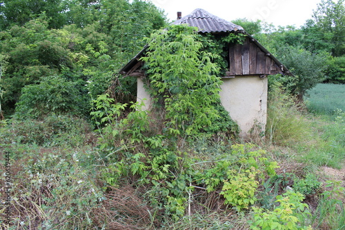 A small building surrounded by plants
