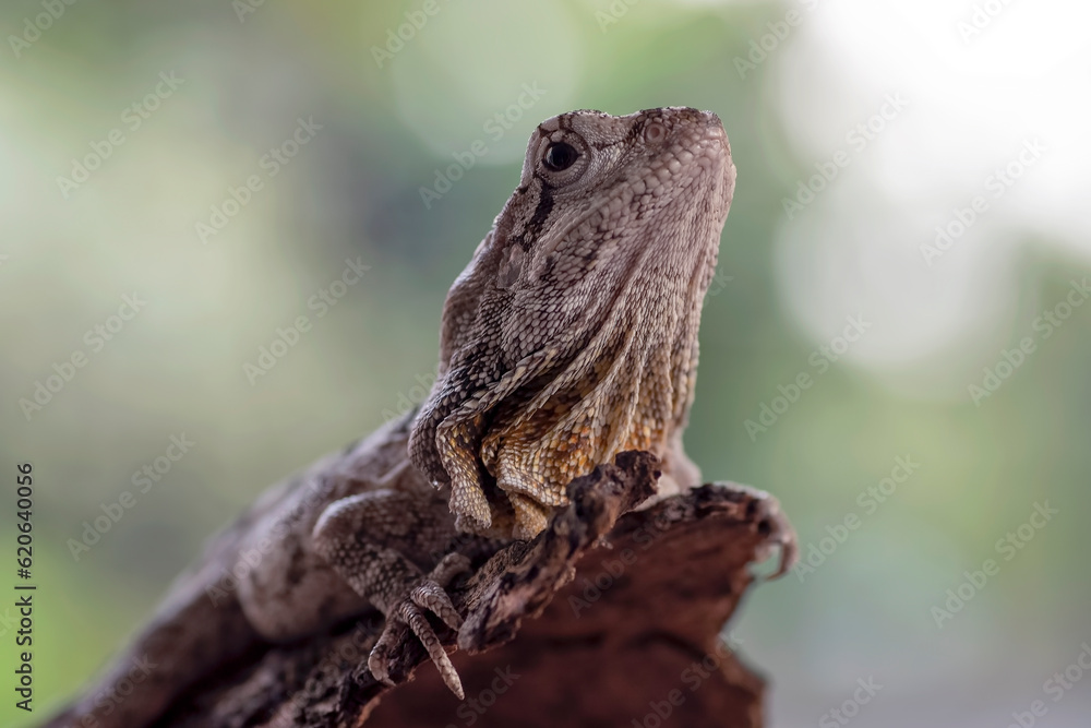 Obraz premium Frilled lizard sitting on a tree branch