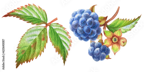 Fototapeta Naklejka Na Ścianę i Meble -  Watercolor set of illustration with blackberries
