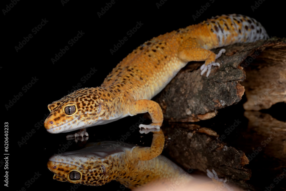 Naklejka premium Leopard gecko in black background