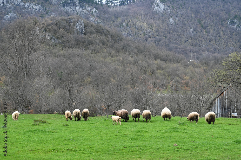 Fototapeta premium A herd of sheep grazing on a beautiful mountain meadow.