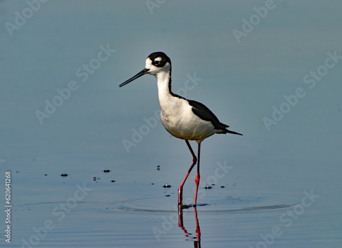 Black Necked Stilt Wading