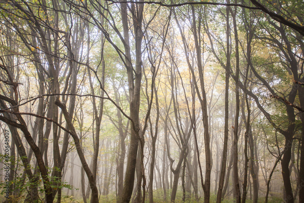 Autumn forest. Morning light. Fog in the forest Autumn forest. Morning light. Fog in the forest