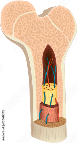 Structure and composition of a long bone. Diagram of Cross section of a human bone showing bone marrow, spongy bone and blood vessels.