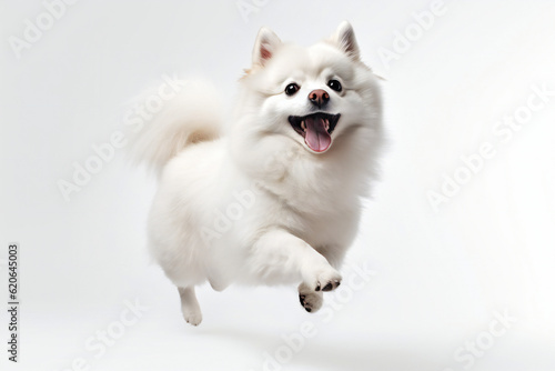 Happy German Spitz dog jumping on a white background. Banner concept for pet shop, e commerce pet, veterinary clinics. Generative AI. 