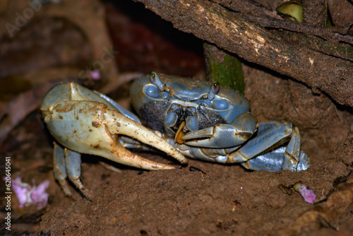 Blue Crab