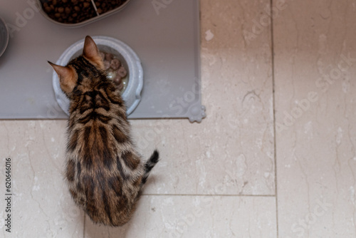 Bengal kitten eating from a bowl, top view. Background with space for text.