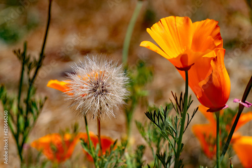 Dandelion and California Poopies