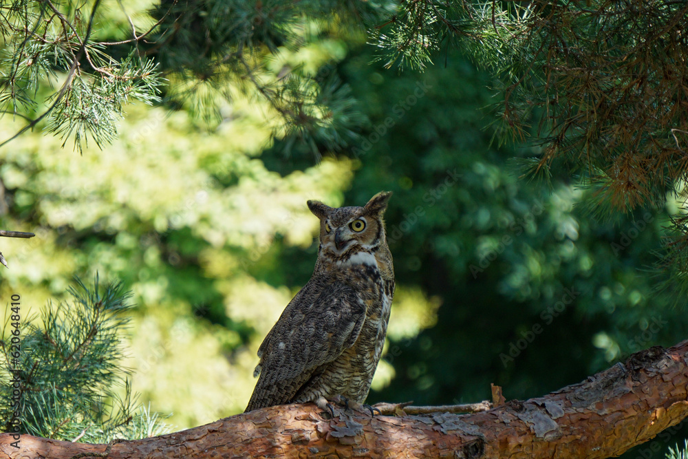 great horned owl