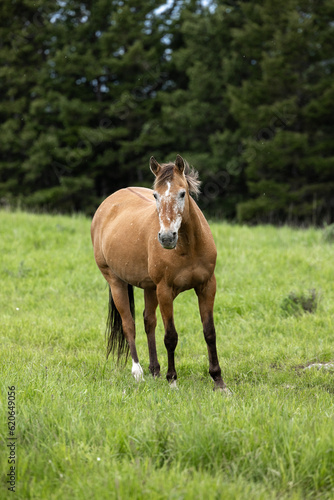 Senior Horse © Terri Cage 