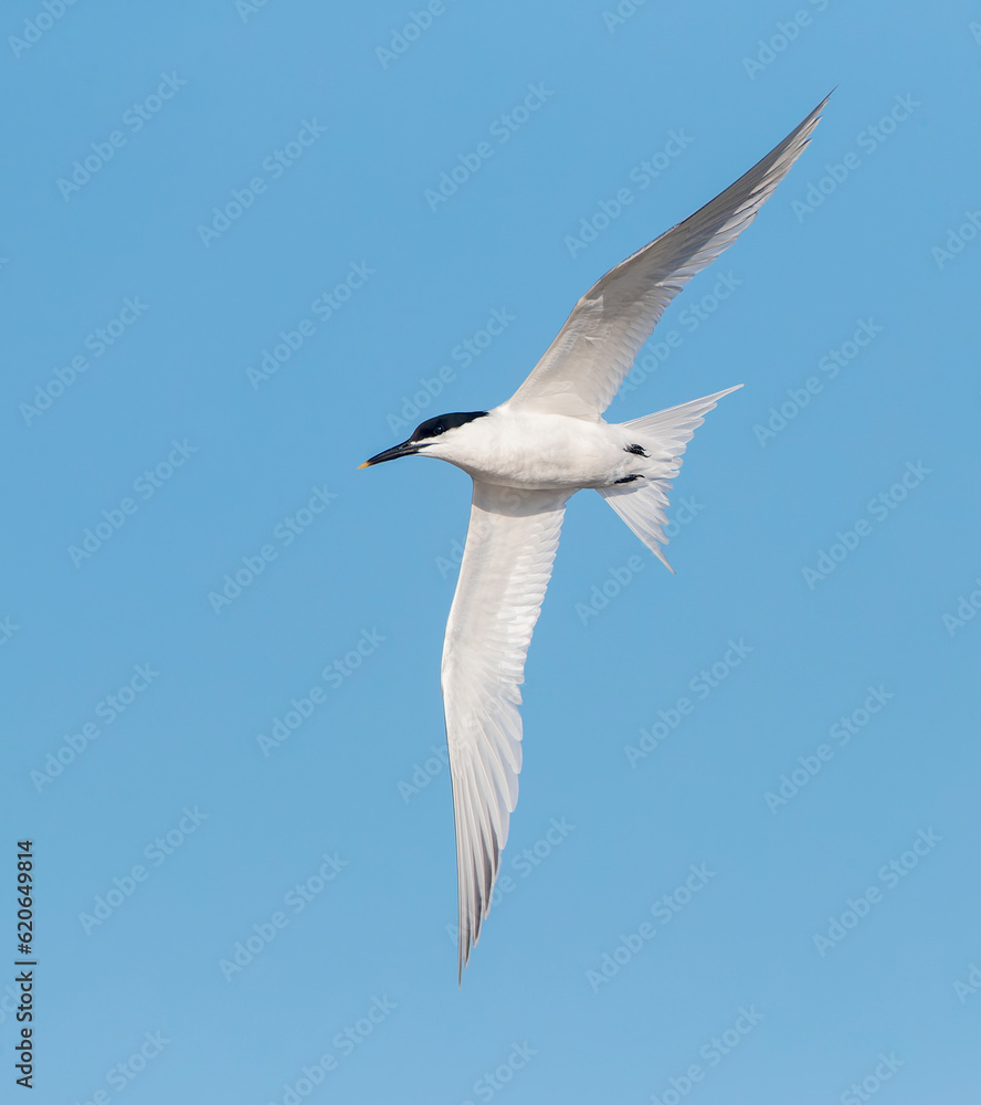 Sandwich Tern, Thalasseus sandvicensis Sandwich Tern, Thalasseus sandvicensis