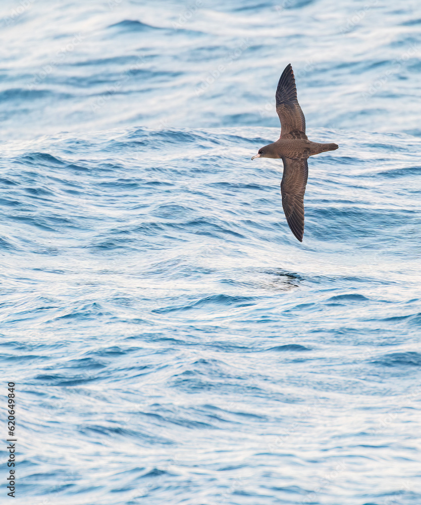 Fototapeta premium Flesh-footed shearwater, Ardenna carneipes