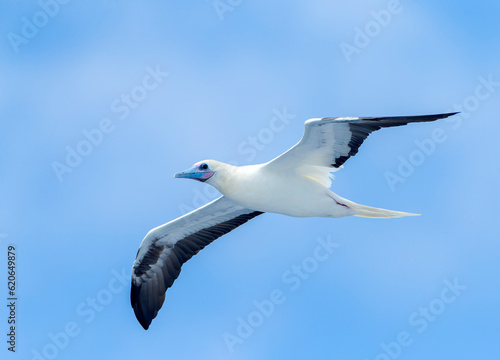 Red-footed booby, Sula sula rubripes