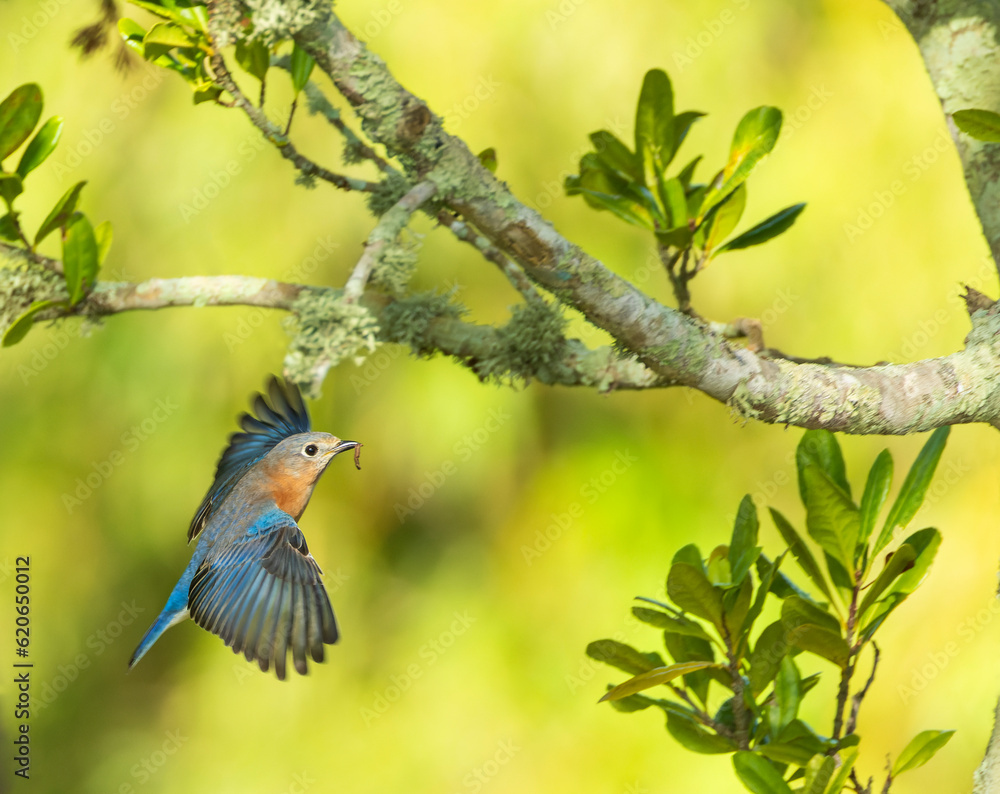 Eastern Bluebird, Sialia sialis bermudensis Eastern Bluebird, Sialia sialis bermudensis