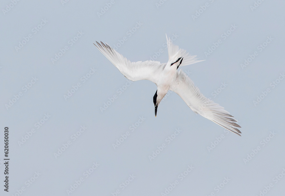 Fototapeta premium Sandwich Tern, Thalasseus sandvicensis