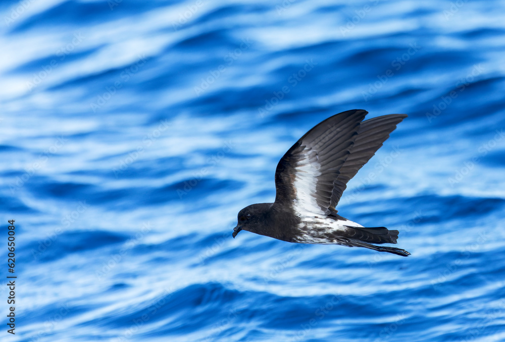 New Zealand Storm Petrel, Fregetta maoriana