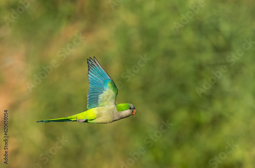 Monk Parakeet, Myiopsitta monachus, in flight in Spain.