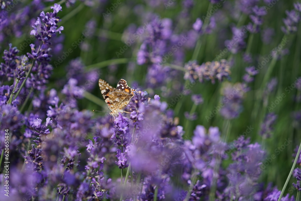 Lavendel ist lila am blühen, Lavendelfelder Lavendel ist lila am blühen, Lavendelfelder