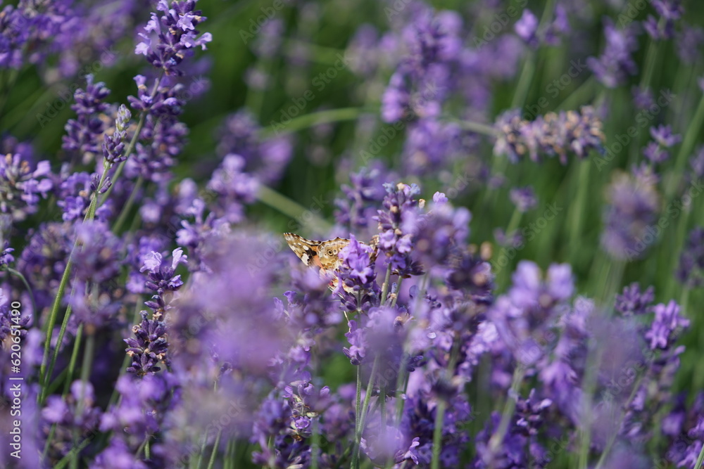 Obraz premium Lavendel ist lila am blühen, Lavendelfelder