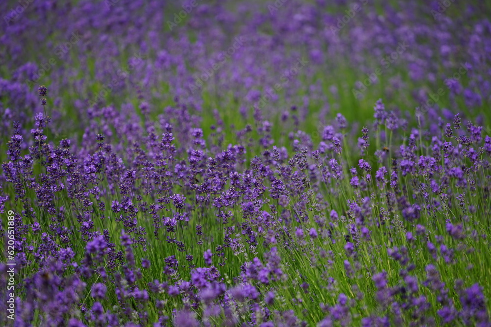 Lavendel ist lila am blühen, Lavendelfelder Lavendel ist lila am blühen, Lavendelfelder
