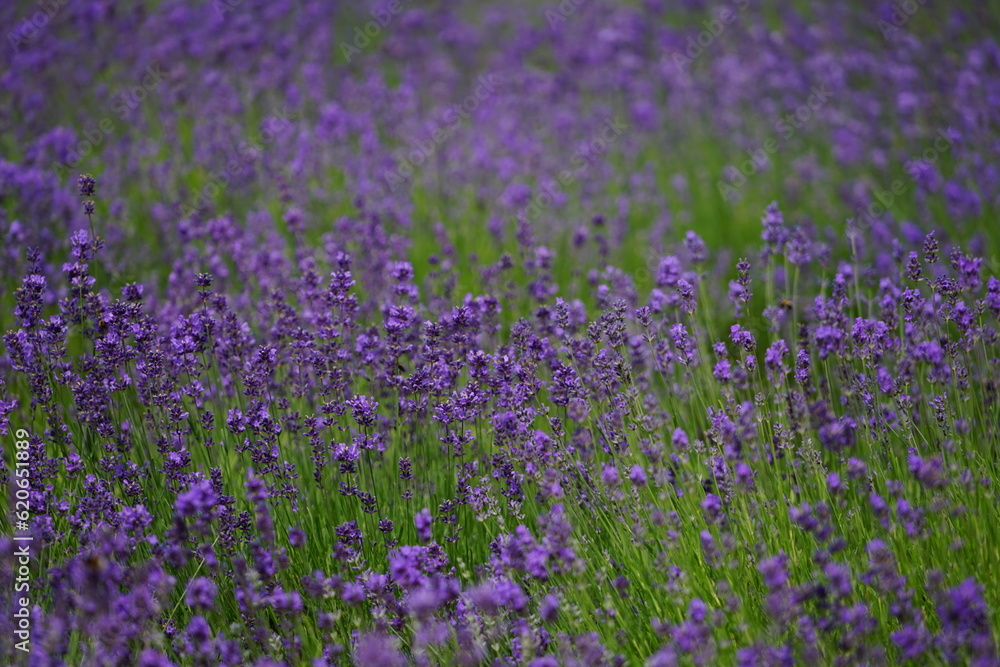 Lavendel ist lila am blühen, Lavendelfelder