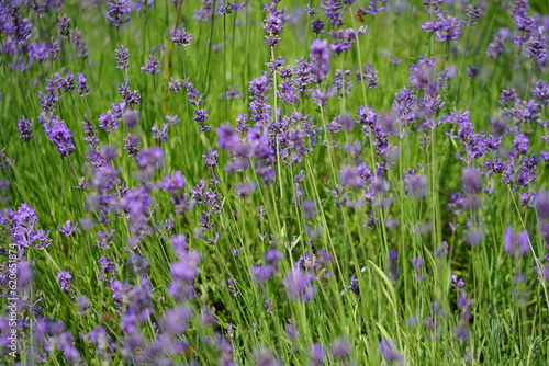 Lavendel ist lila am blühen, Lavendelfelder