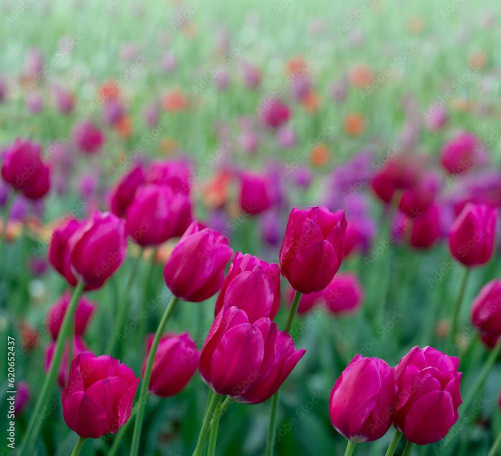 Field of Violet Tulips, blurred green flowered garden background.
