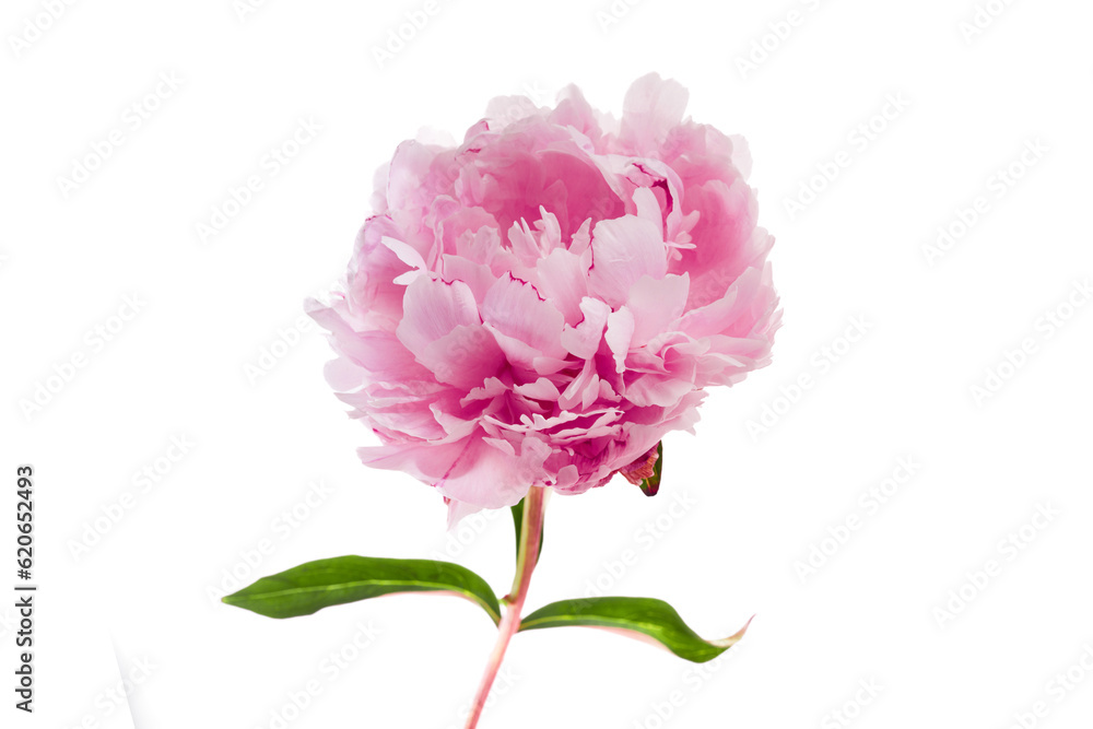 Pink peony flower isolated on white background