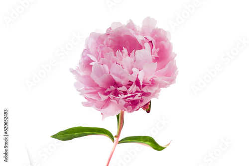 Fototapeta Naklejka Na Ścianę i Meble -  Pink peony flower isolated on white background