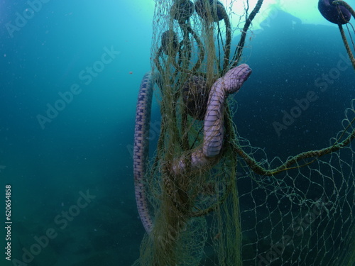 freshwater snake stucked to a fish net and died underwater  photo