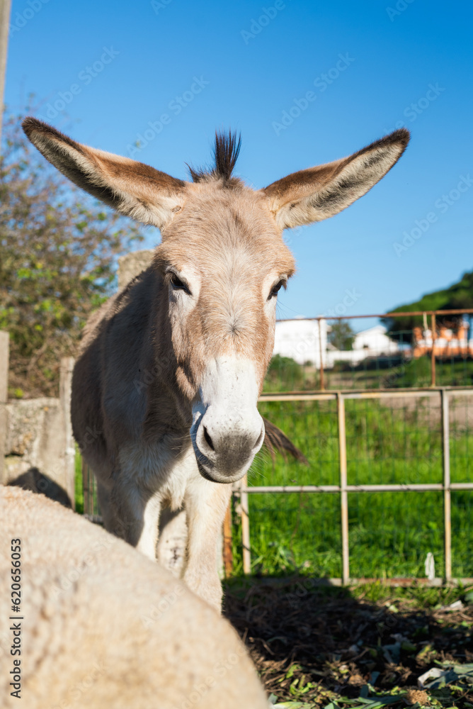 Portrait of donkey outdoor on sunny day Portrait of donkey outdoor on sunny day