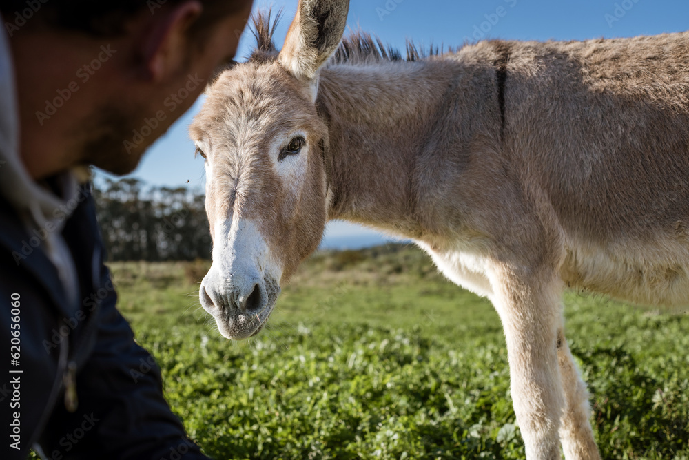 Man and donkey friendship candid portrait Man and donkey friendship candid portrait