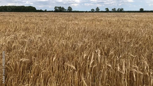 Golden field of winter barley close to harvest, in early July, North Lincolnshire, England, United Kingdom