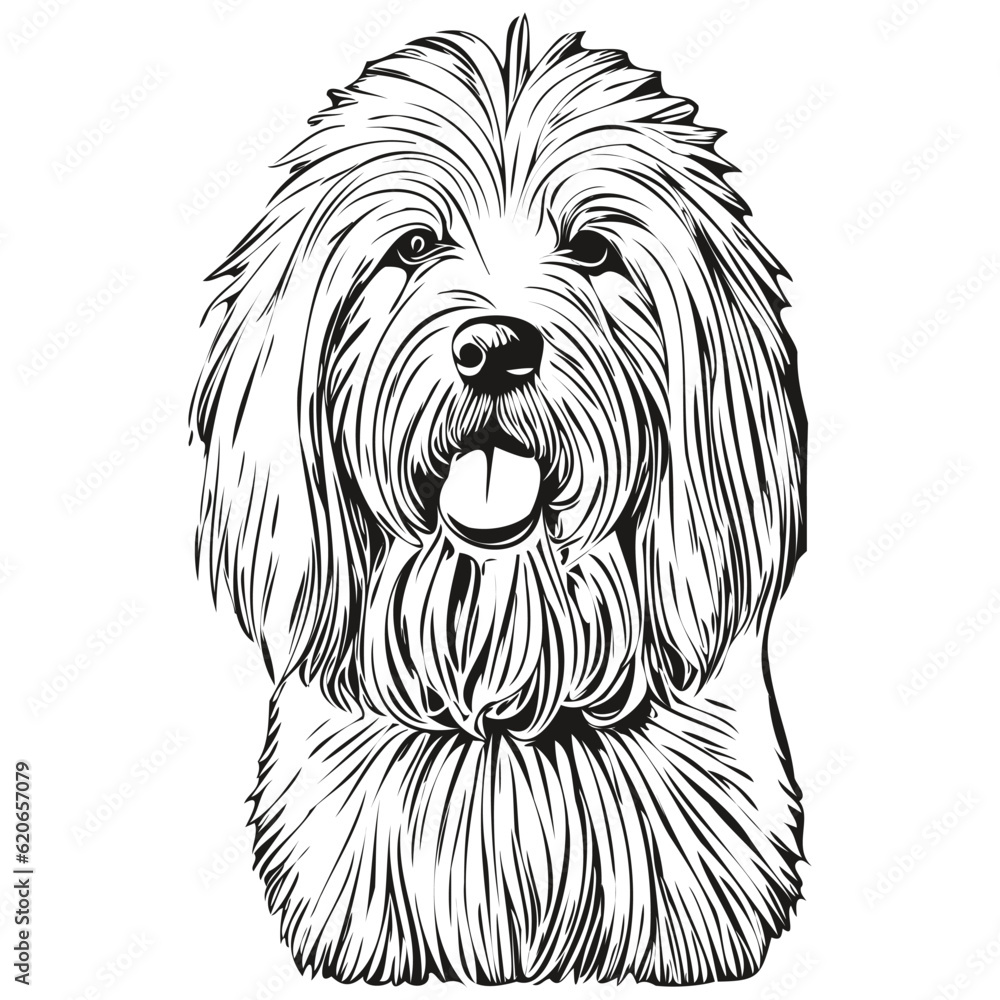 Old English Sheepdog dog isolated drawing on white background, head pet line illustration sketch drawing