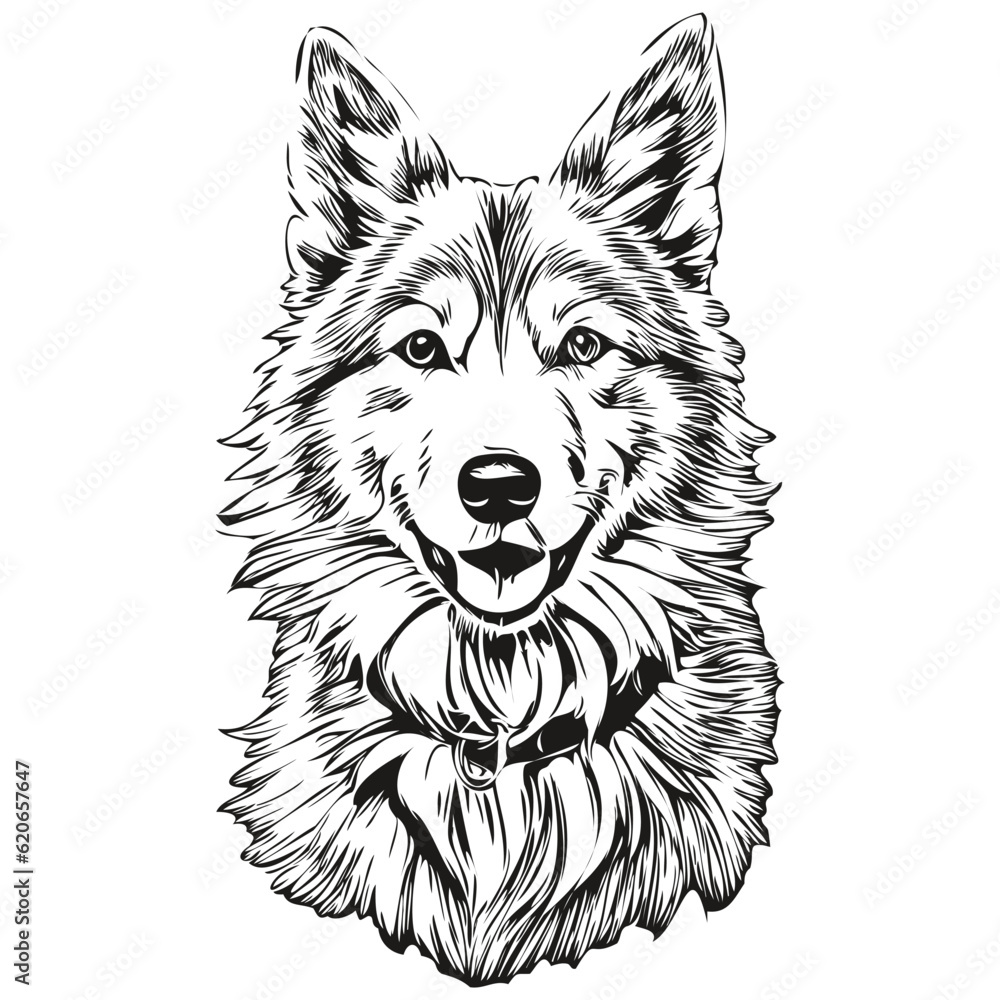 Icelandic Sheepdog dog realistic pet illustration, hand drawing face black and white vector sketch drawing