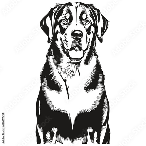 Greater Swiss Mountain dog breed line drawing, clip art animal hand drawing vector black and white realistic breed pet