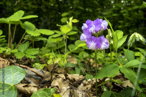 wide angle close up of a marsh pea flower (Lathyrus palustris)